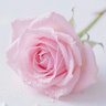 عبير العنزي 🥀's profile picture