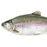 salmonku's🐟 的头像