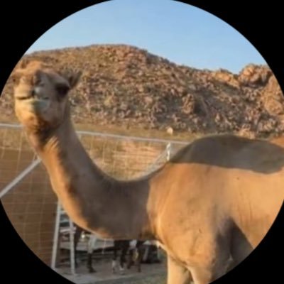 off AGL 🍀's profile picture