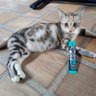 & Tiger @ profil fotoğrafı