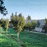 بيرم باشا profil fotoğrafı