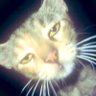 Chico profil fotoğrafı