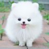 ギガちゃん 的头像
