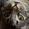 juawatchnow's profile picture