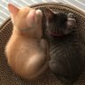 にゃんこ profil fotoğrafı