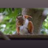 Squirrel 🐿️'s profile picture