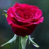 Bheru singh's profile picture