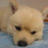 釣りモコ's profile picture