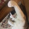 Black Cat Franco 的头像
