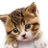Soft Kitty's profile picture