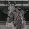 Profilbild von رائد المالكي