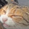 𝕓𝕚𝕤𝕔𝕦𝕚𝕥 very stupid & very stupid's profile picture
