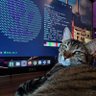 robit's profile picture