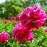 Фото профиля AMAZING GRACE
