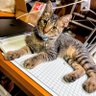 ヒサ(ワーカー) profil fotoğrafı