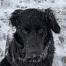 Spike profil fotoğrafı