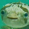Profilbild von Marinado