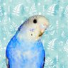 ツバキ profil fotoğrafı