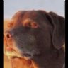 kelsosvader profil fotoğrafı