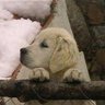 Peet's profile picture