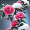 Profilbild von 雪中梅