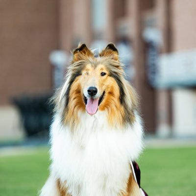 Reveille X's profile picture