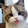 雩ずの 的头像