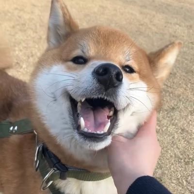 柴犬こん's profile picture