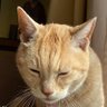 にゃにゃこ profil fotoğrafı