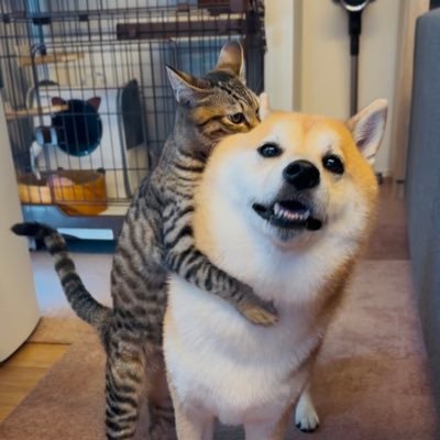 shibainu-puten's profile picture