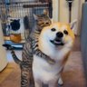 Profilbild von shibainu-puten