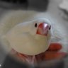 そら 的头像