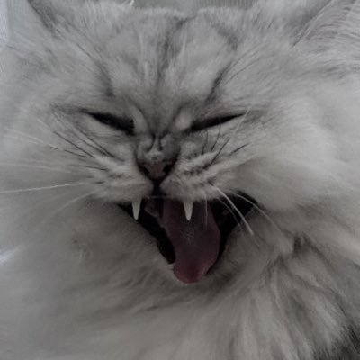 ْﾈﾁｺﾔﾝ's profile picture