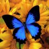 Butterfly's profile picture