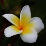 Tui Tui's profile picture