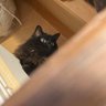 Profilbild von ねこ