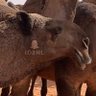 الشلاحي 的头像