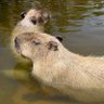 あいあい's profile picture