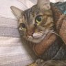 Katze_zwi's profile picture