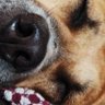 Googypol's profile picture