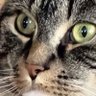 Profilbild von TanisIsGoodOutHere