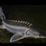 沉龙 Sturgeon 的头像