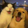 AmbitiusRabbit's profile picture