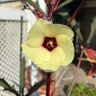 Фото профиля Aubergine