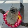 Фото профиля You have my seal of approval~ (─‿‿─)♡