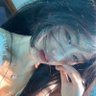 等等我的小鱼干's profile picture