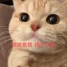 Фото профиля 猪大人