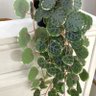 Фото профиля Amani Asdr