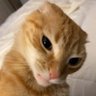Profilbild von Catchet