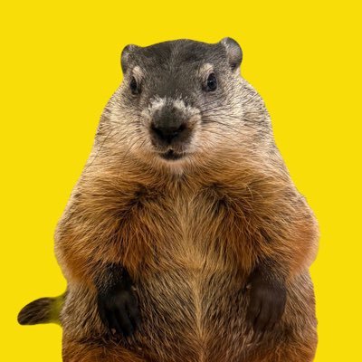 マーモット広報まーもん's profile picture